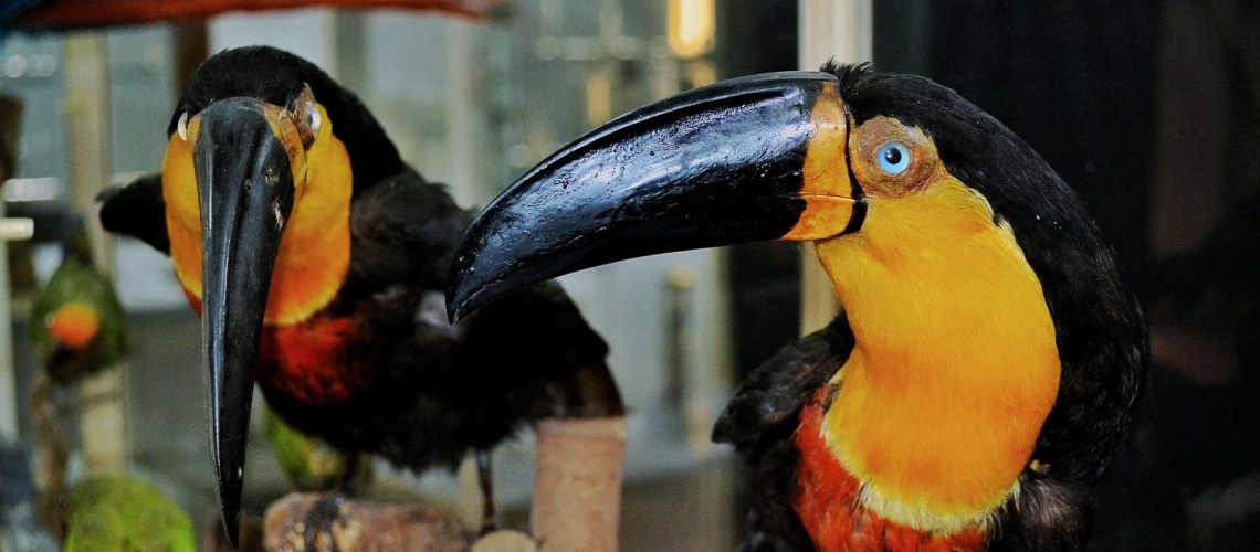 tucano-02.jpeg tucano-02.jpeg